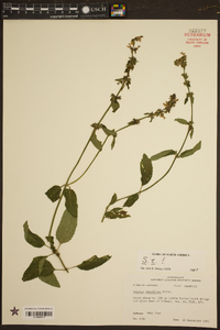 Stachys tenuifolia image