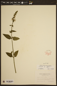 Stachys tenuifolia image