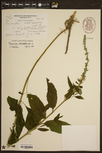 Teucrium canadense var. canadense image