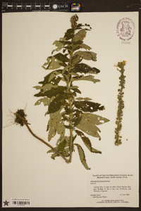 Teucrium canadense var. canadense image