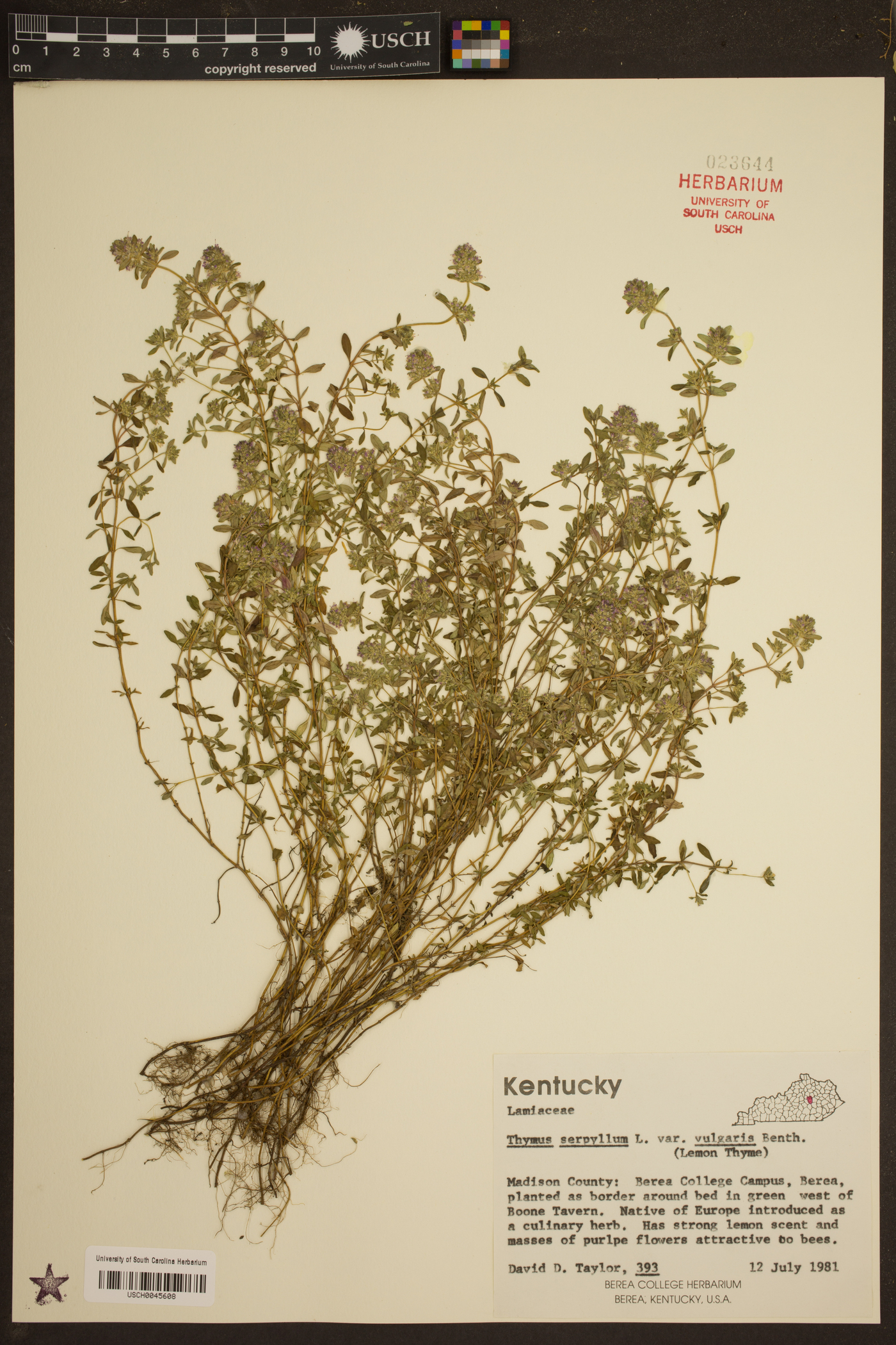 Thymus serpyllum image