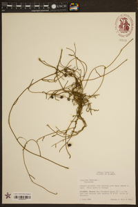 Cassytha filiformis image