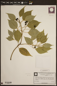 Cinnamomum camphora image