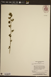 Styrax americanus image