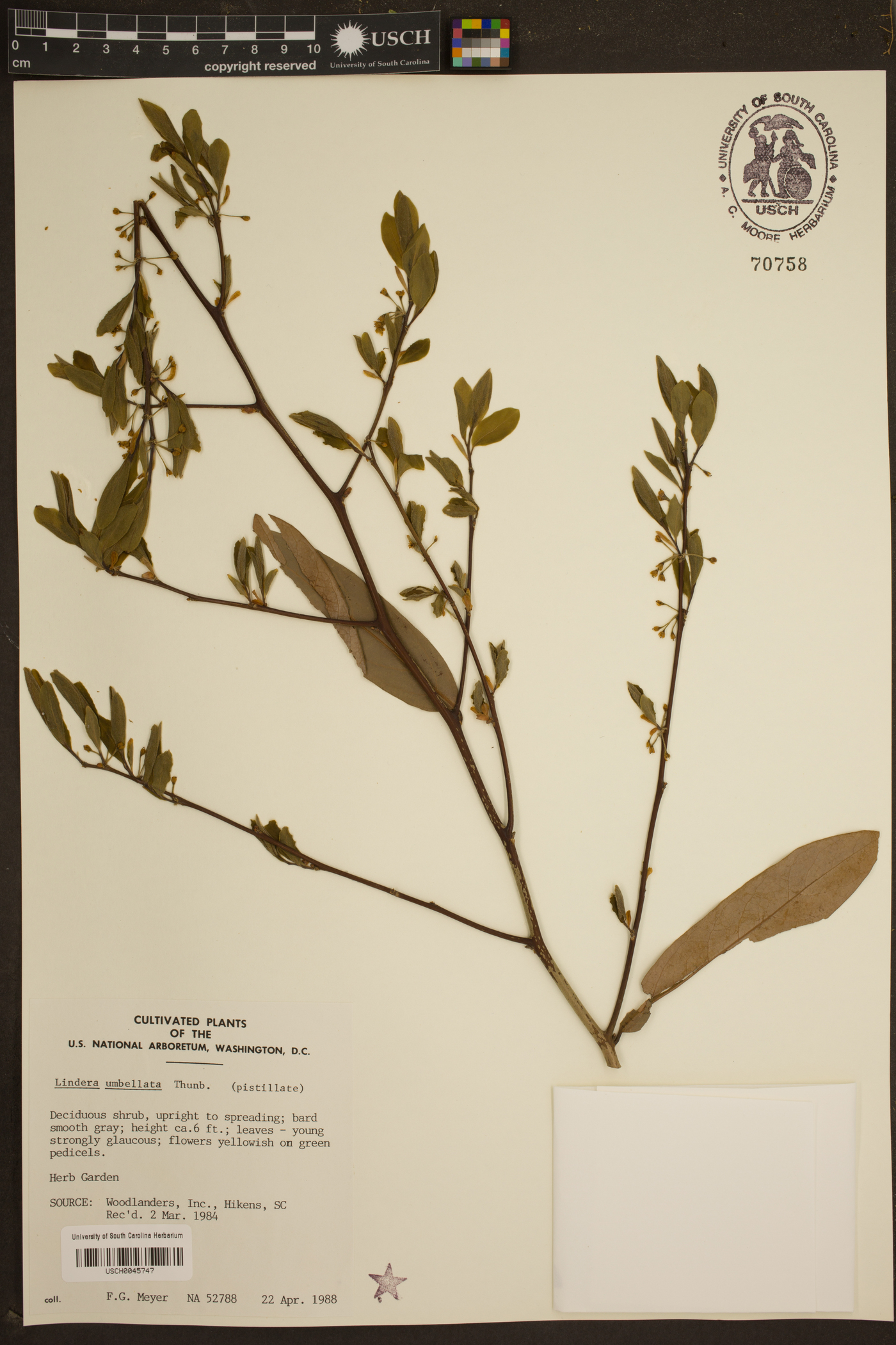 Lindera umbellata image
