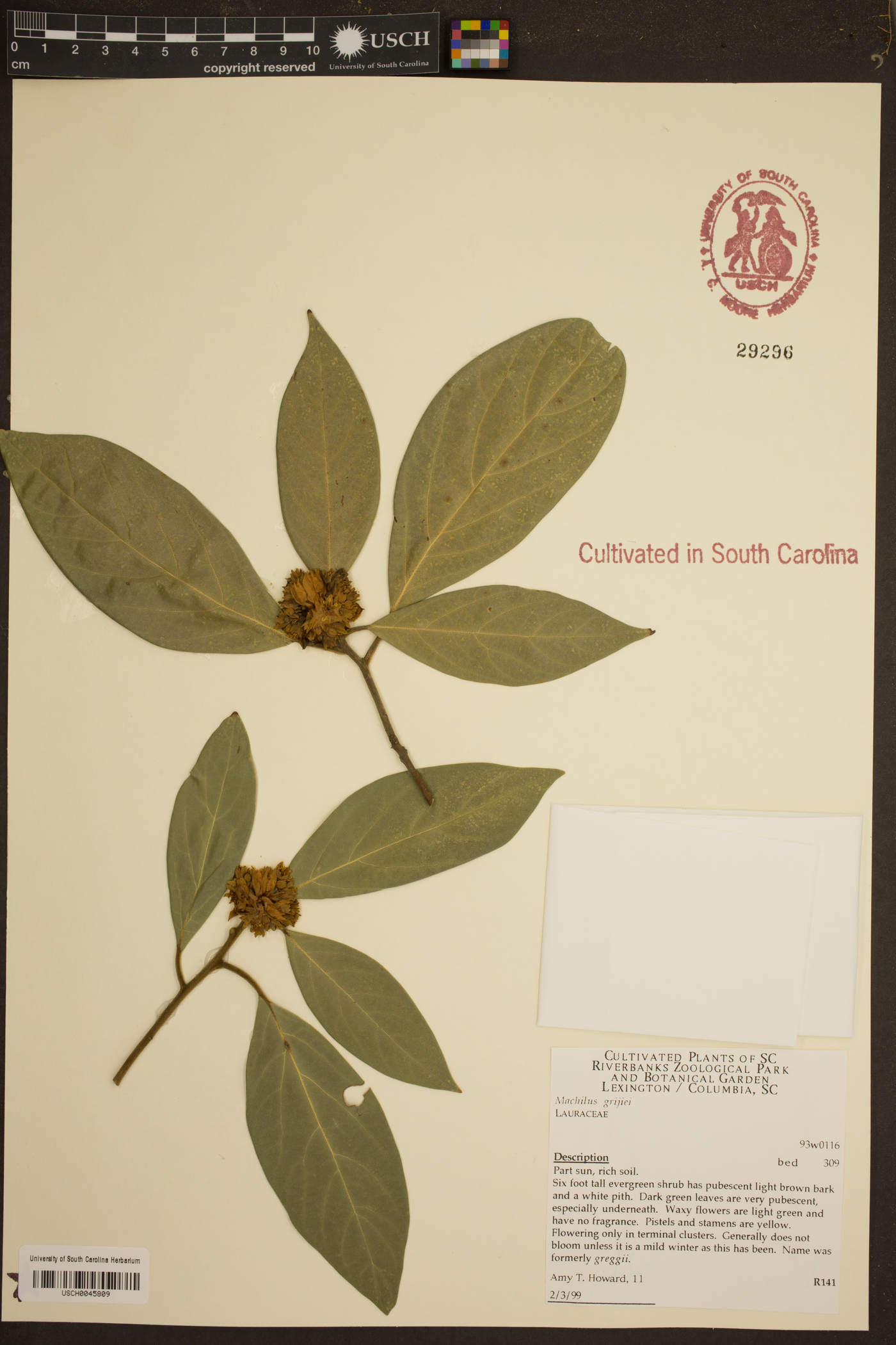 Machilus grijsii image