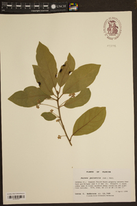 Persea palustris image