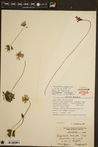 Pinguicula caerulea image