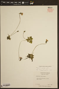 Pinguicula caerulea image