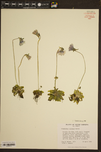 Pinguicula caerulea image