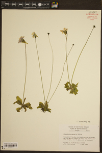 Pinguicula caerulea image