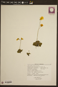 Pinguicula lutea image