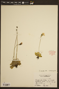 Pinguicula lutea image