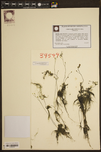 Utricularia cornuta image