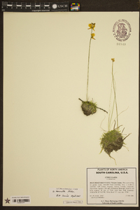 Utricularia cornuta image