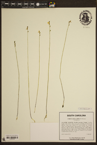 Utricularia cornuta image