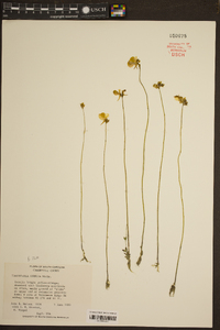 Utricularia cornuta image