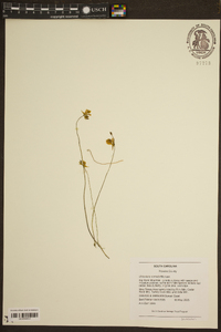 Utricularia cornuta image