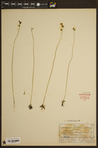 Utricularia cornuta image