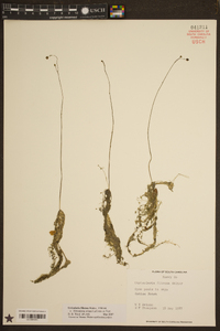 Utricularia striata image