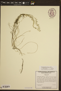 Utricularia striata image