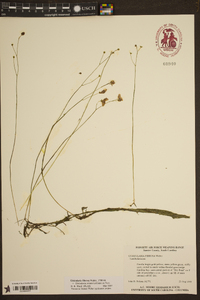 Utricularia striata image