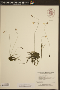 Utricularia striata image