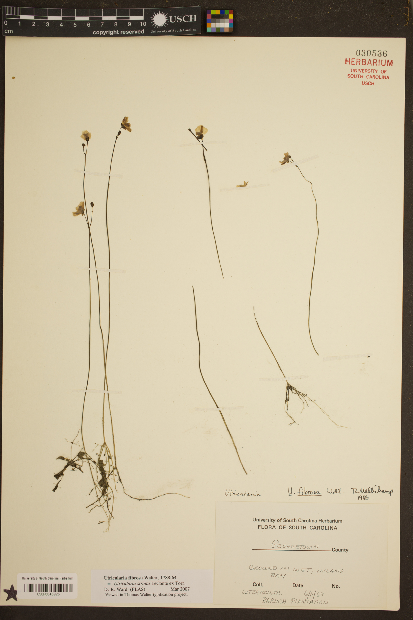 Utricularia striata image