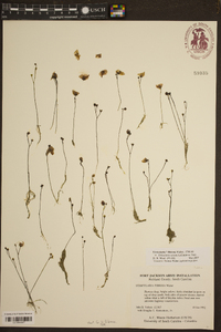 Utricularia striata image