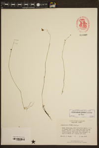 Utricularia striata image