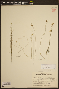 Utricularia striata image