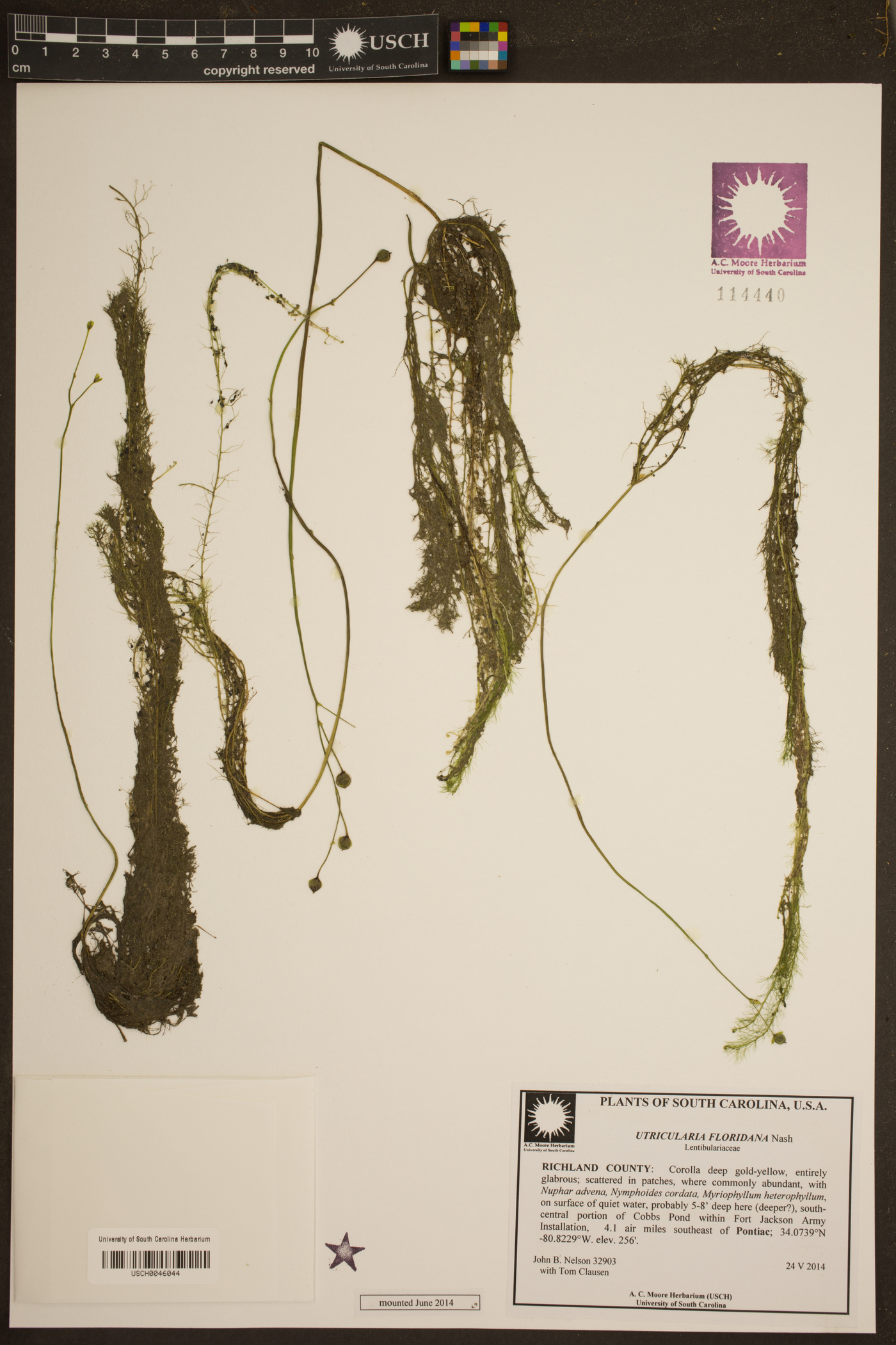 Utricularia floridana image