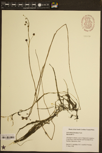 Utricularia floridana image