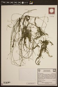 Utricularia gibba image