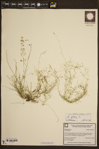 Utricularia gibba image