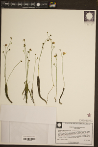 Utricularia gibba image