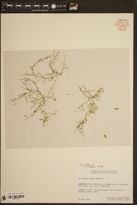 Utricularia gibba image