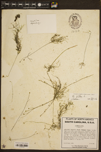 Utricularia gibba image