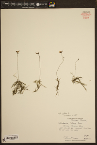 Utricularia gibba image