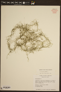 Utricularia gibba image