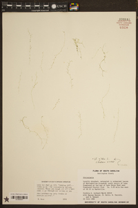 Utricularia gibba image