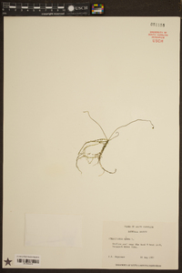 Utricularia gibba image