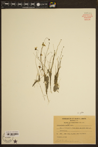 Utricularia gibba image