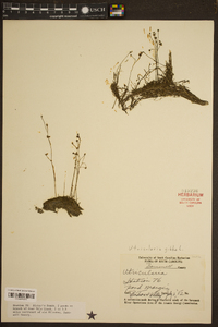 Utricularia gibba image