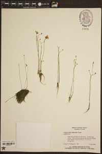 Utricularia gibba image