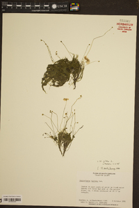 Utricularia gibba image