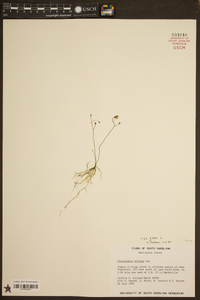 Utricularia gibba image