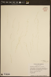 Utricularia gibba image