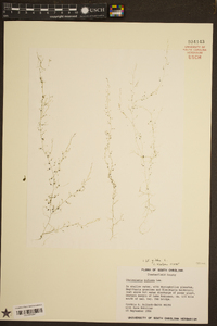 Utricularia gibba image