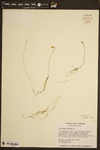 Utricularia gibba image